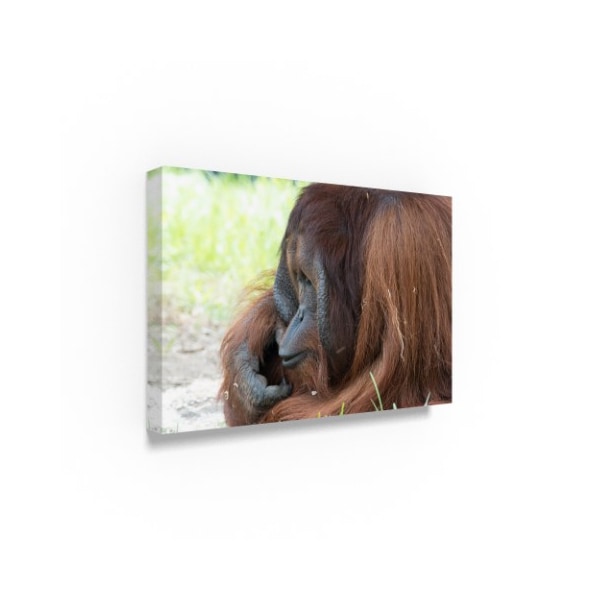 Robert Michaud 'Orangutan' Canvas Art,30x47